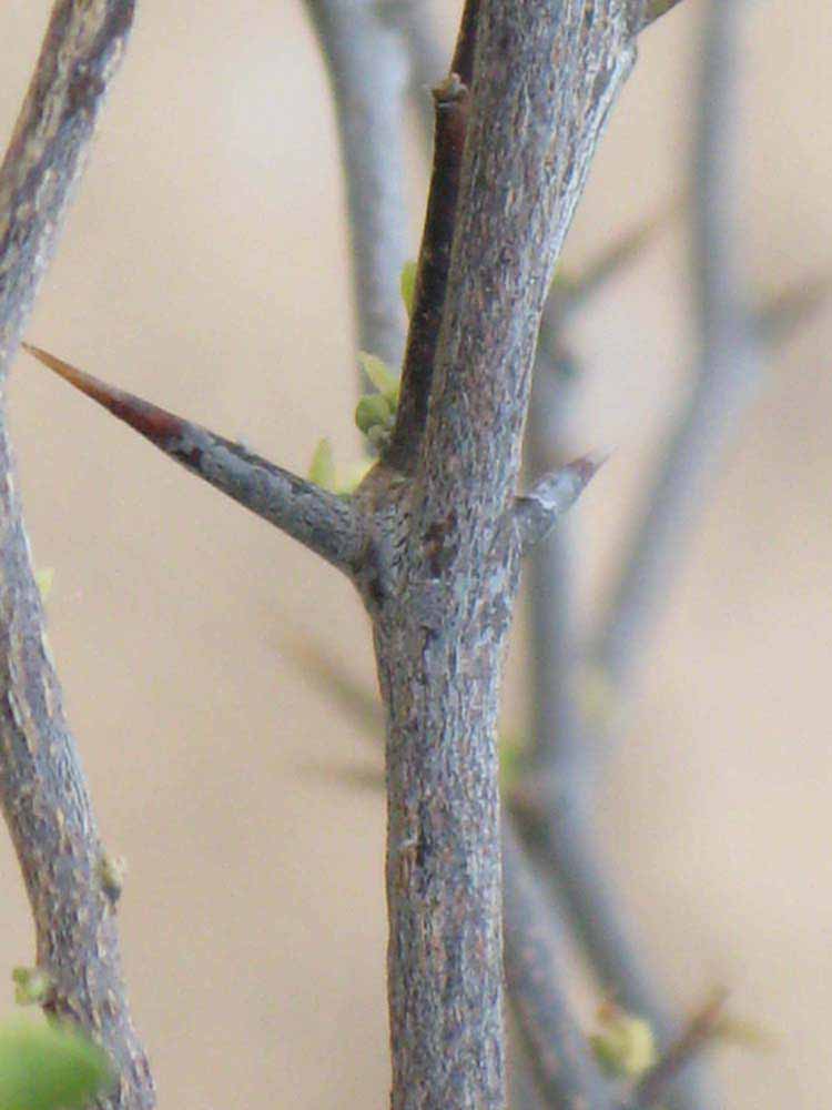              Second - third year twig (Riverside, CA)       